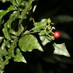 Psychotria biaristata Плод