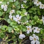 Bacopa repens Blüte