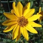 Helianthus occidentalis Flower