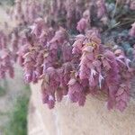 Origanum dictamnus Flower