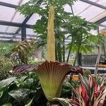 Amorphophallus titanum Blüte