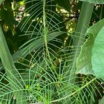 Ipomoea quamoclit Leaf