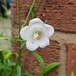 Campanula persicifolia Flower