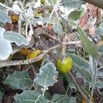 Solanum marginatum