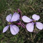 Moricandia arvensis Blomma