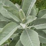 Salvia apiana Leaf