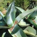 Agave guiengola Blad