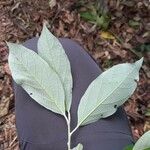 Styrax argenteus Leaf