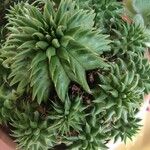 Euphorbia susannae Feuille