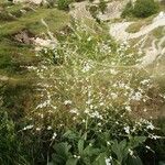 Crambe cordifolia Kvet
