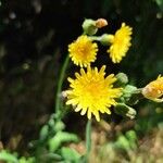 Sonchus oleraceusKvet