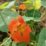 Tropaeolum minusЦвят