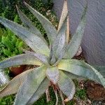 Aloe marlothii 葉