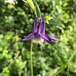 Aquilegia pyrenaicaപുഷ്പം