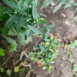 Solidago caesia Flower