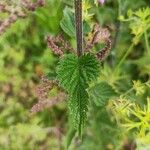 Urtica dioicaFoglia