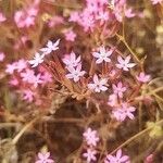 Pistorinia hispanica Flower