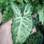 Syngonium podophyllum Листок
