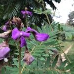 Tephrosia vogelii Flower