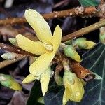 Forsythia viridissima Flower
