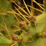 Opuntia dillenii Leaf