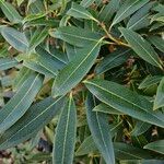 Osmanthus decorus Blatt