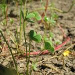 Marsilea strigosa عادت داشتن