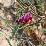 Vicia benghalensis Flower