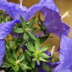 Campanula carpatica Anders