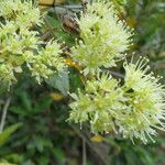 Caldcluvia paniculata फूल