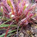 Drosera anglica पत्ता