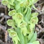 Platanthera hyperborea Floare