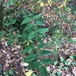 Jasminum odoratissimum Leaf