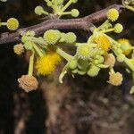 Vachellia pennatula Flor