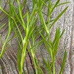 Polypremum procumbens Leaf