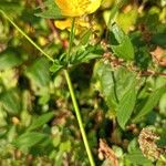 Ranunculus multifidus 花