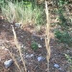 Helictochloa bromoides Fula
