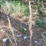 Helictochloa bromoides Fleur