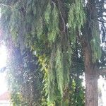 Cupressus cashmeriana Φύλλο