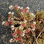 Sedum hispanicum पत्ता