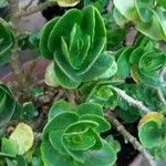 Sedum spurium Blad