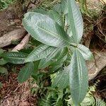 Erythroxylum macrophyllum Leaf