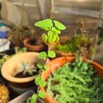 Pavonia lasiopetalaLeaf