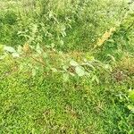 Crotalaria pallida Хабит