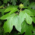 Hydrangea quercifolia List