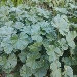 Malva pusilla Blatt