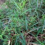 Polygonatum verticillatum その他の提案