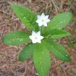 Lysimachia europaea Õis