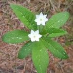 Lysimachia europaea Кветка