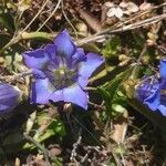 Gentiana acaulis Квітка